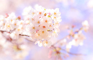 合格体験記_桜